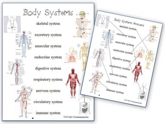 Free Printable Body Systems Worksheets