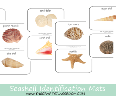 Shell Classification Printables | Free Homeschool Deals