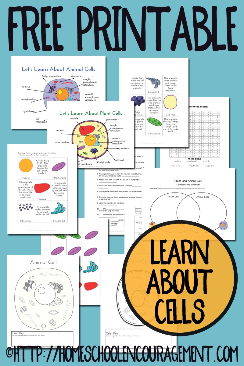 plant-and-animal-cell-worksheets