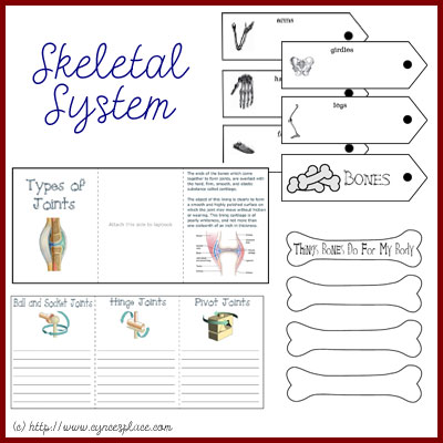 free anatomy lapbook