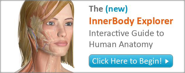 Free Educational Resource: Interactive Guide to the Human Body