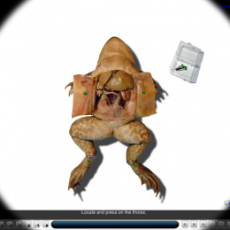 Free Virtual Frog Dissection