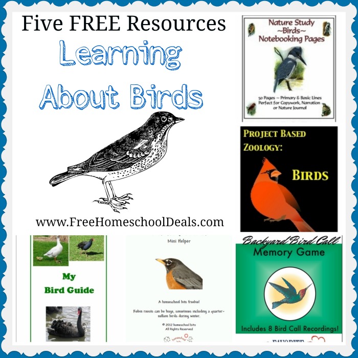 Learn about birds homeschool