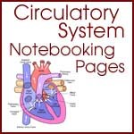 Free Anatomy Notebooking Pages