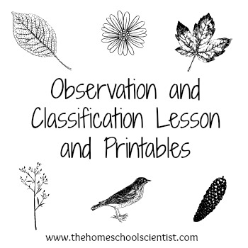 Free Observation and Classification Lesson Printables