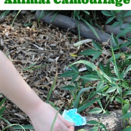 Free Printable: Learn about Animal Camouflage on a Frog Scavenger Hunt