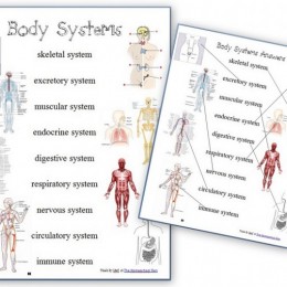 body systems