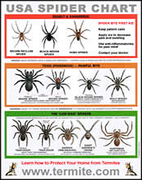 FREE USA Spider Identification Chart