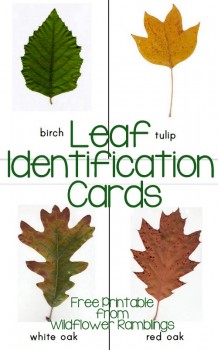 Free Printable Leaf Identification Cards