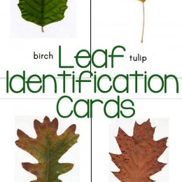 Free Printable Leaf Identification Cards