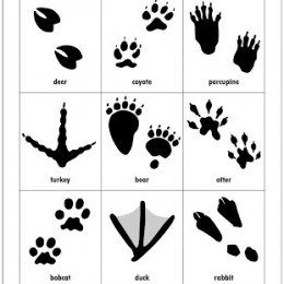 Free Animal Tracks Matching Game Printables