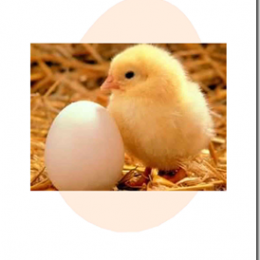 Hatching Chicks Ebook