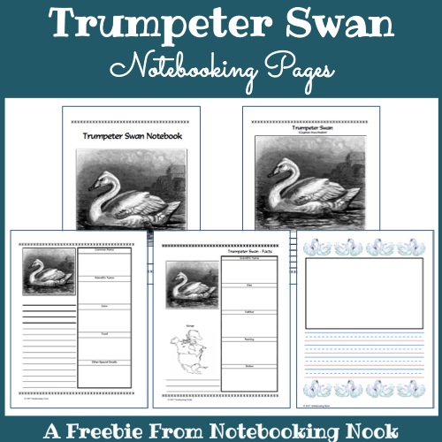 Trumpter Swan Notebooking Pages