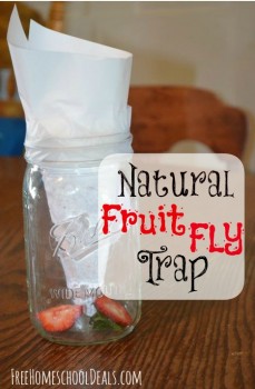 Fruit Fly Trap