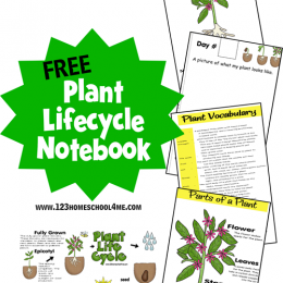 Plant Life Cycle Notebook