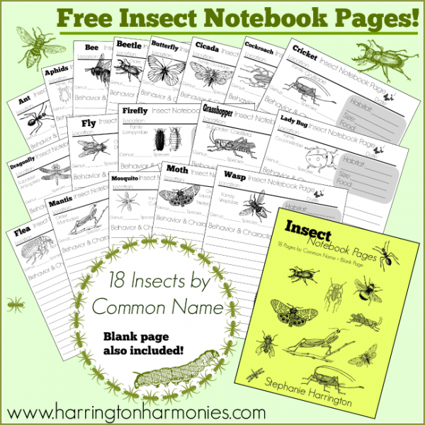 Free-Insect-Notebook-Pages-Complete-600x600