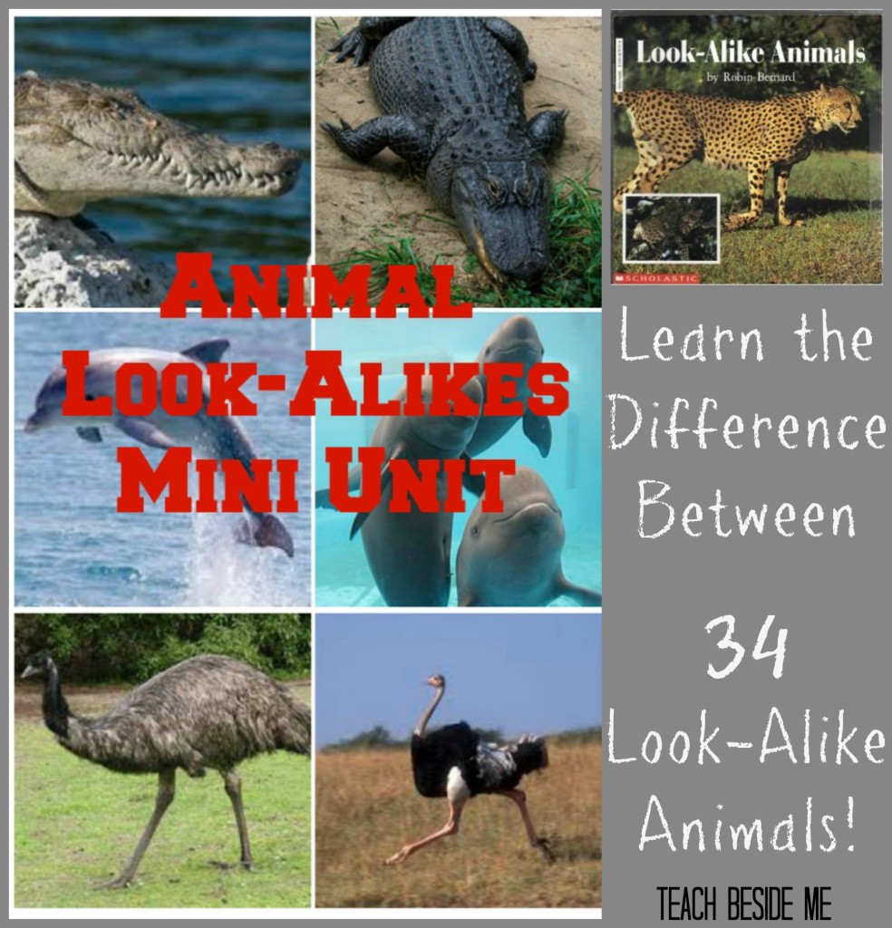 Look-Alike-Animals-mini-unit-984x1024