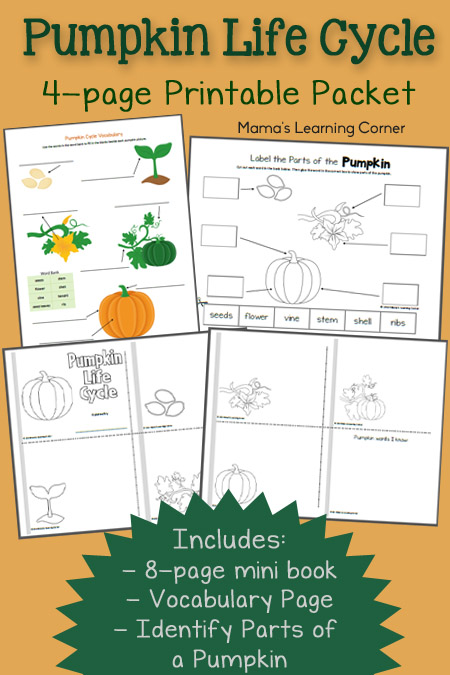 FREE Pumpkin Life Cycle Worksheets