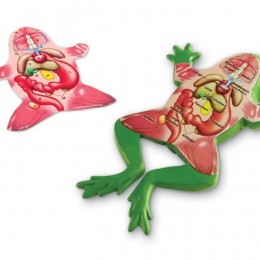 Frog Dissection Model Only $5.99!
