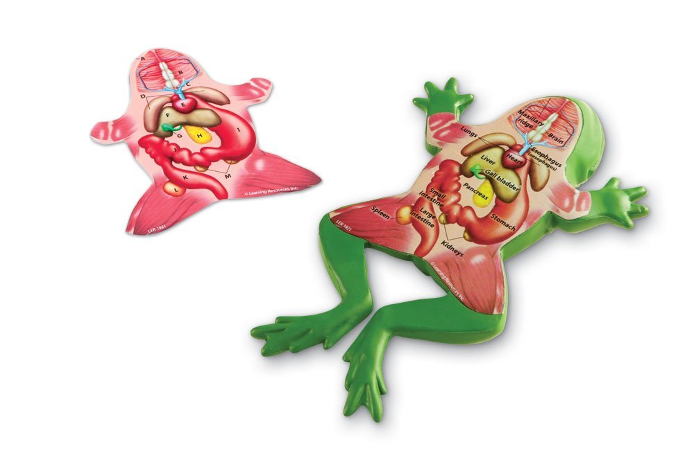 Frog Dissection Model Only $5.99!