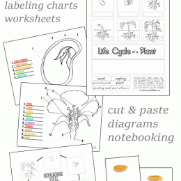 FREE Plant Life Cycle Worksheets Pack