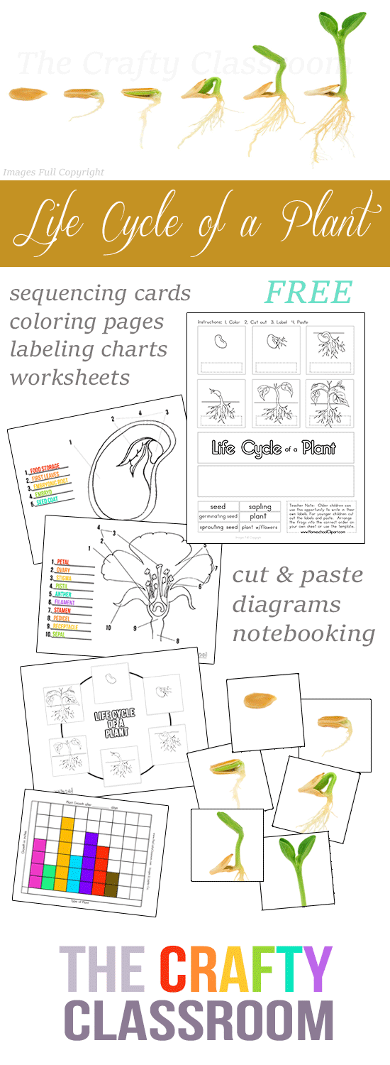 FREE Plant Life Cycle Worksheets Pack