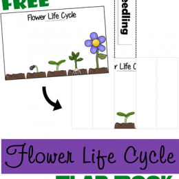 FREE FLOWER LIFE CYCLE FLIP BOOK (instant download)