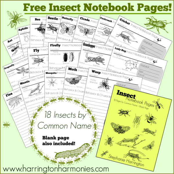 FREE Insect Notebooking Pages Set