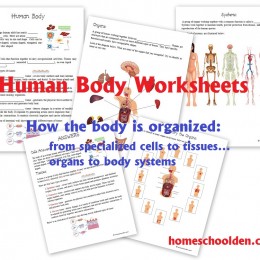 FREE Human Body Worksheets