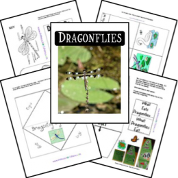 FREE Dragonfly Lapbook