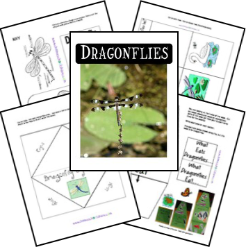 FREE Dragonfly Lapbook