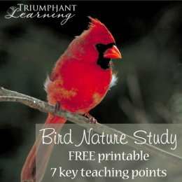 FREE Bird Nature Study