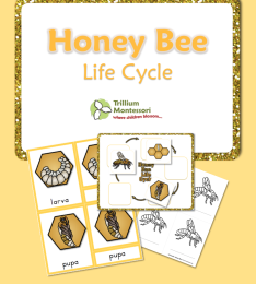 FREE Honey Bee Life Cycle Pack