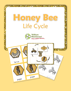 FREE Honey Bee Life Cycle Pack