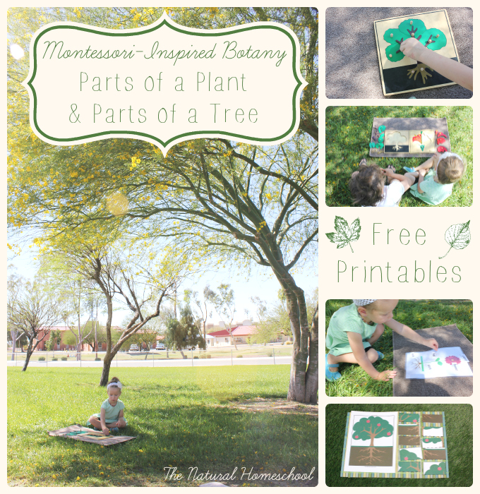 FREE parts of a Tree printables