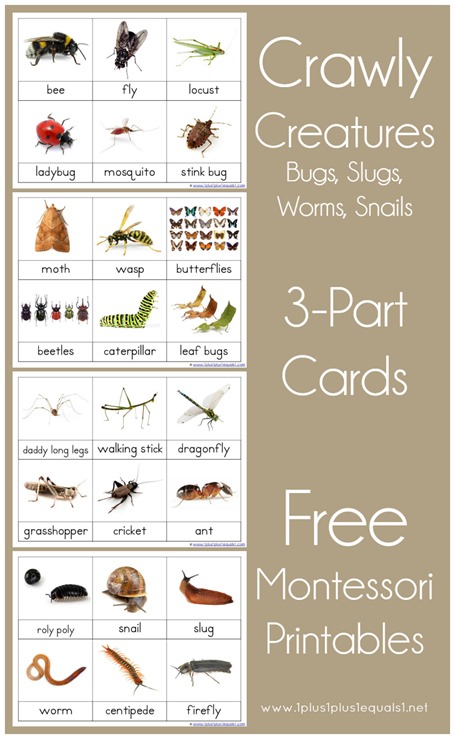 FREE Crawly Creatures Clip Cards