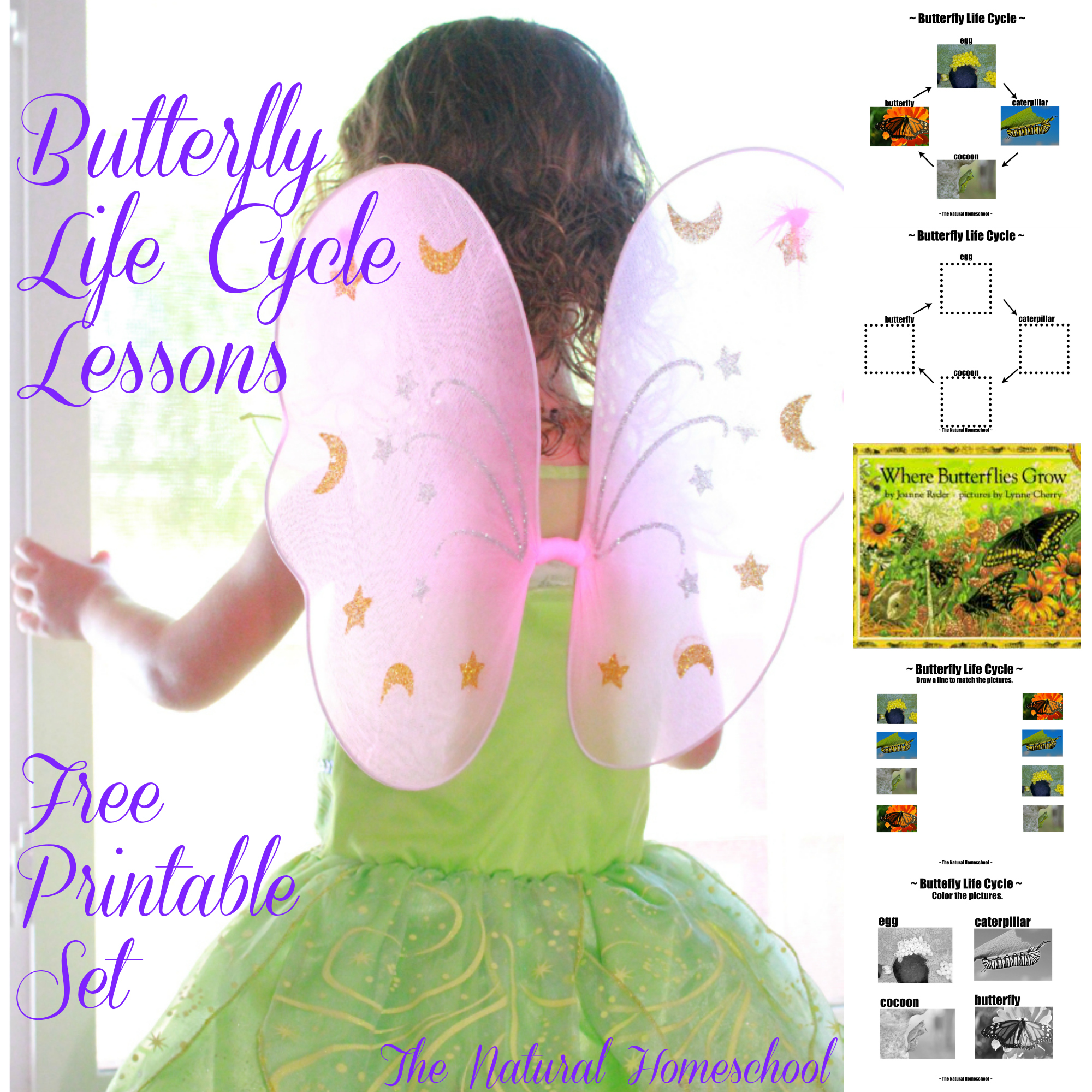 FREE Butterfly Life Cycle Printable Packs