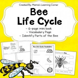 FREE Bee Life Cycle Worksheets