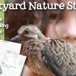 FREE Bird Nature Study Notebooking Pages