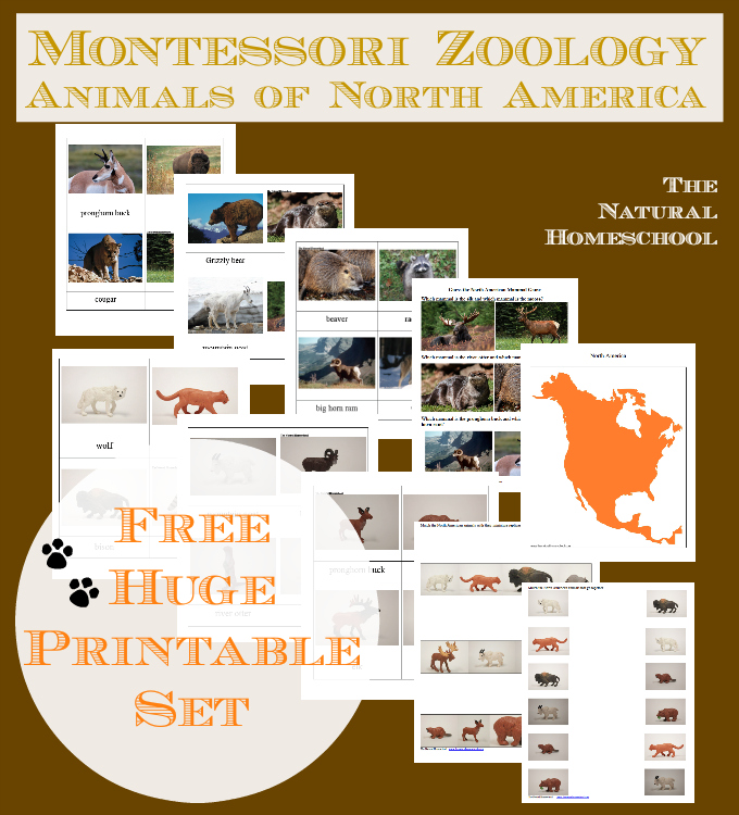 FREE North America Animals Printable Set