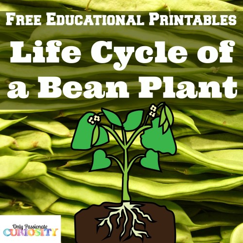 FREE Bean Life Cycle Printables