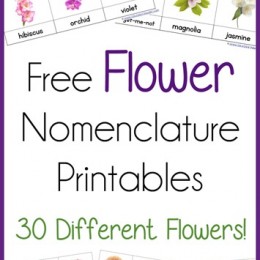 FREE Flower 3 Part Cards