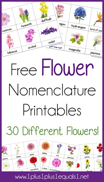 FREE Flower 3 Part Cards