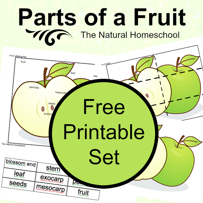 FREE Parts of a Fruit Set