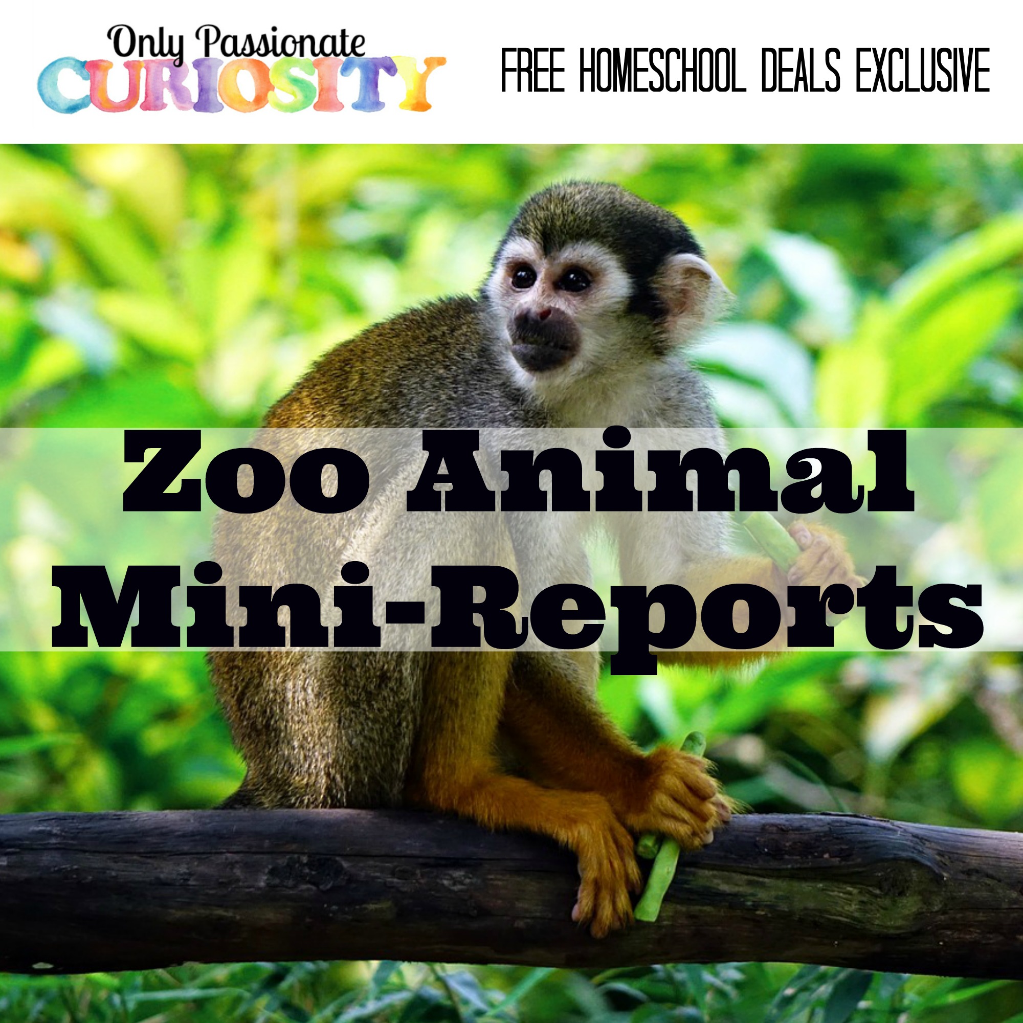 Zoo Animals Mini Reports