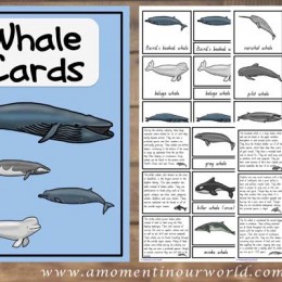FREE Whale Cards