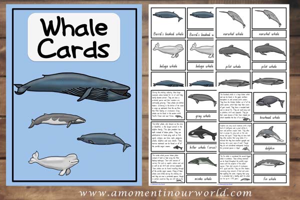 FREE Whale Cards