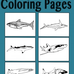 FREE Shark Coloring pages