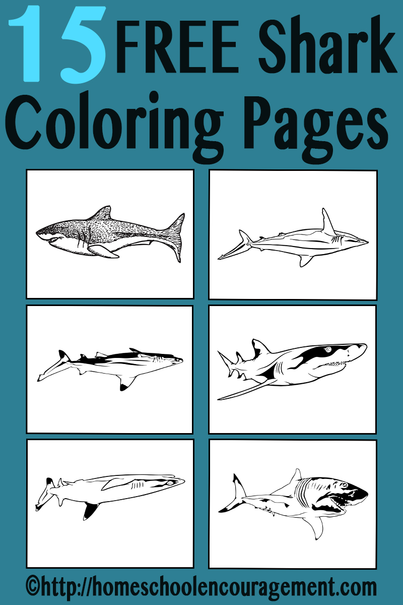 FREE Shark Coloring pages