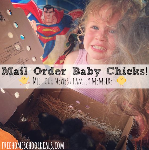 mail order baby chicks